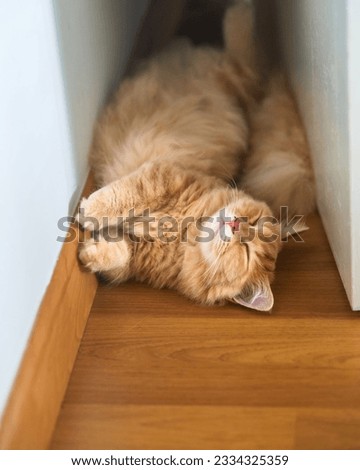 A longhair Munchkin cat lying on the wooden floor behind the door