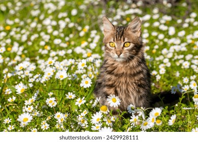 Longhair Norwegian forest cat kitten surrounded by daisies in spring.
