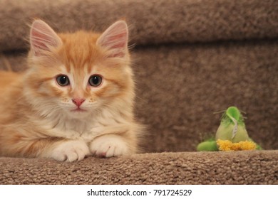 Longhair Orange Kitten with Toy - Powered by Shutterstock