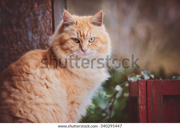 Longhair Orange Tabby Cat Stock Photo Edit Now 340295447