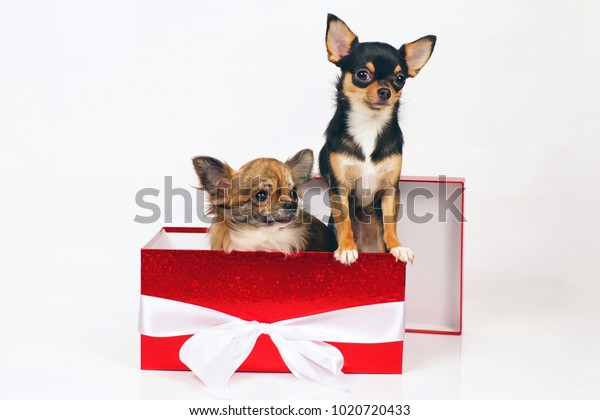 Longhaired Brindle Shorthaired Tricolor Chihuahua Dogs Stock Photo