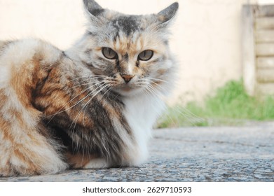 Long-Haired Calico Cat Relaxing Outdoors. Close-up of a fluffy, long-haired calico cat sitting outside a house on a textured stone surfac. The cat looks directly at the camera with a calm and alert