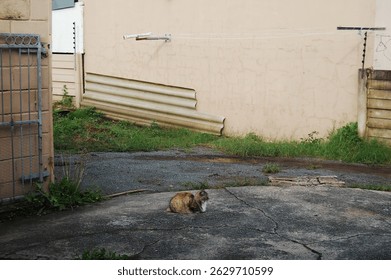 Long-Haired Calico Cat Relaxing Outdoors. Close-up of a fluffy, long-haired calico cat sitting outside a house on a textured stone surfac. The cat looks directly at the camera with a calm and alert