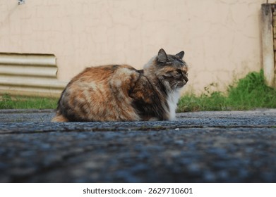 Long-Haired Calico Cat Relaxing Outdoors. Close-up of a fluffy, long-haired calico cat sitting outside a house on a textured stone surfac. The cat looks directly at the camera with a calm and alert