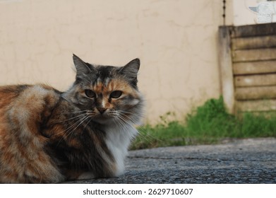 Long-Haired Calico Cat Relaxing Outdoors. Close-up of a fluffy, long-haired calico cat sitting outside a house on a textured stone surfac. The cat looks directly at the camera with a calm and alert