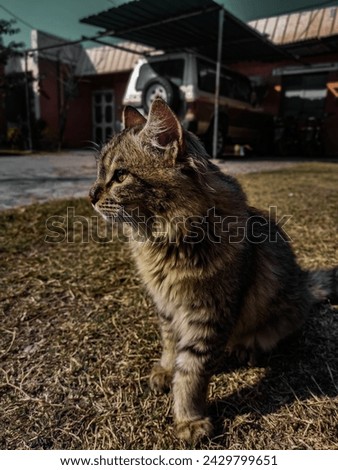 Long-haired cat sitting on a patch of grass. The cat has a brown tabby coat with darker brown stripes and markings and it has a white chest and paws. Its tail is curled around its body. Stock photo © 