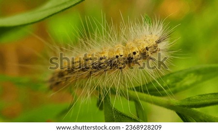 A long-haired caterpillar on a branch in autumn.