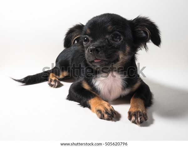 Longhaired Chihuahua Puppy Dog Chiwawa Dog Stockfoto Jetzt