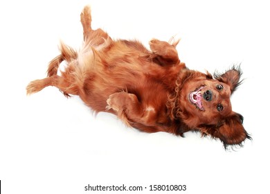 Long-haired dachshund lying on a back. Isolated on a white background. - Shutterstock ID 158010803