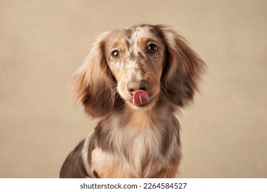 longhaired dachshund on a beige background. Funny pet in the studio - Shutterstock ID 2264584527