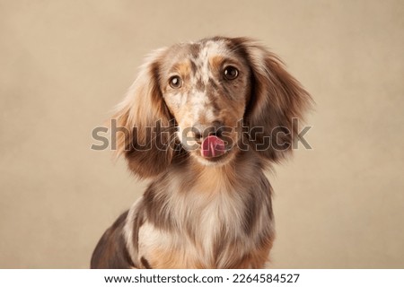 longhaired dachshund on a beige background. Funny pet in the studio