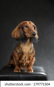 long-haired dachshund on a black background