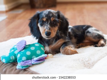 long haired dapple dachshund