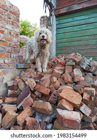 Long-haired dog on chain standing on brick pile. Kind dog is tied on collar. Dog on house ruins. Pet on guard