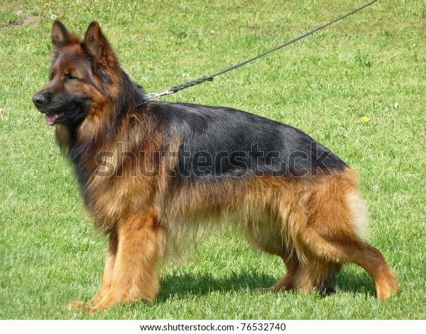 Longhaired German Shepherd Stock Photo Edit Now 76532740