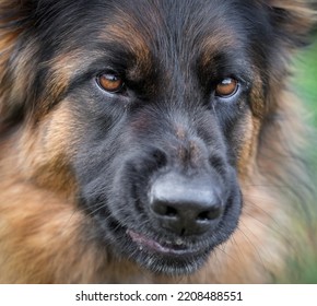 Longhaired German Shepherd Angry Emotions 