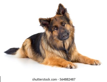 Long-haired German Shepherd Dog Portrait Studio Isolated On White