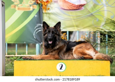 Long-haired German Shepherd At The Dog Show Looks At The Owner. Dog On A Green Background.