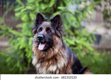 Long Haired German Shepherd Images Stock Photos Vectors