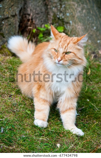 Longhaired Ginger Tomcat Stock Photo Edit Now 677434798