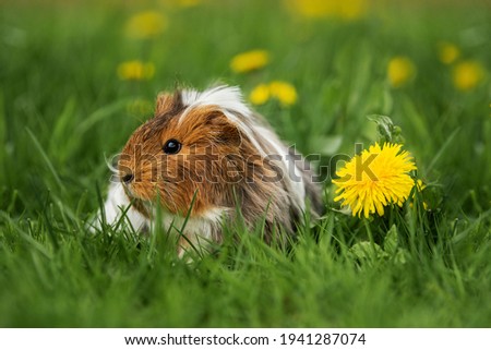 Longhaired guinea pig sitting near the dandelion flower in summer 