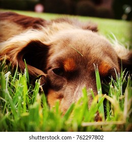 Long-haired Mini Dachshund 