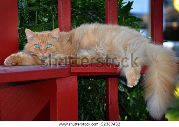 Longhaired Orange Tabby Cat Special Eyes Stock Image Download Now