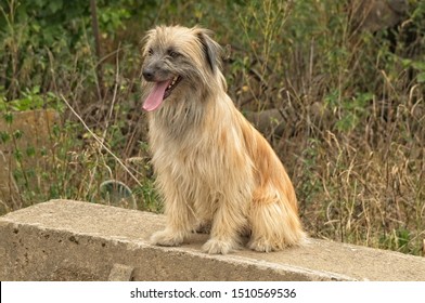 A Long-haired Pyrenean Shepherd Dog