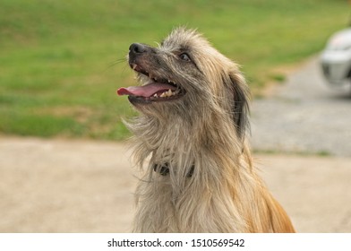 A Long-haired Pyrenean Shepherd Dog