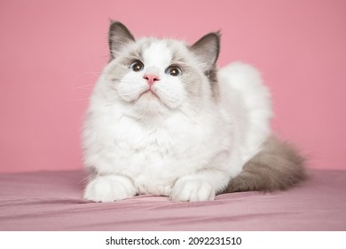 Long-haired ragdoll kitten with bright blue eyes in studio on pink background. Pedigreed cats.Exhibition condition. Pet care products. Maintenance and breeding . Pet grooming.Blue-eyed cats.