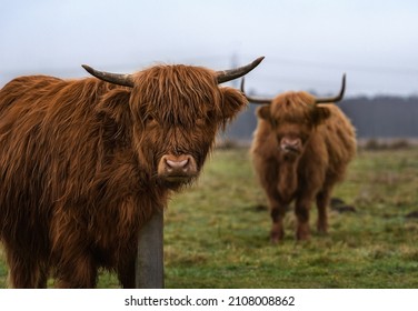 4,584 Long Hair Bull Images, Stock Photos & Vectors | Shutterstock