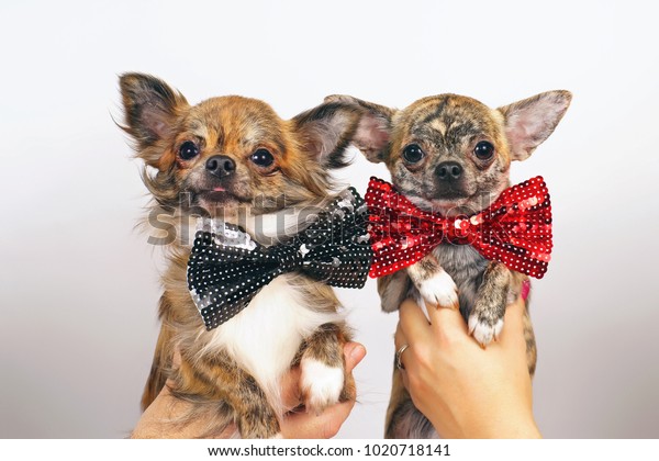 Longhaired Shorthaired Brindle Chihuahua Dogs Posing Stock Photo