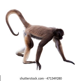 26 White Bellied Spider Monkey Images, Stock Photos & Vectors | Shutterstock