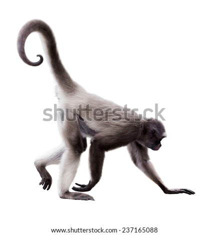 long-haired spider monkey (Ateles belzebuth). Isolated over white background