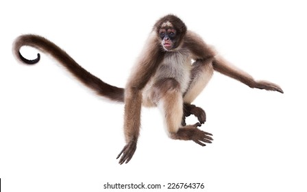 Long-haired spider monkey. Isolated over white background