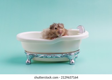 Long-haired Syrian hamster of gray color sits in a toy bath