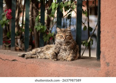 A long-haired tabby cat lounges calmly on a sunlit wall in a quiet urban alleyway, surrounded by greenery and rustic textures. The cat's relaxed posture and intense gaze Marrakesh, Morocco 10-08-2024