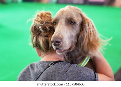 Longhaired Weimaraner Looks Over The Shoulder Of Owner During The World Dog Show In Amsterdam In The Netherlands