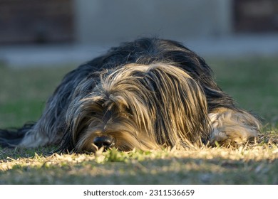 Longhaired Yorkie breed dog with its muzzle resting on the grass - Shutterstock ID 2311536659