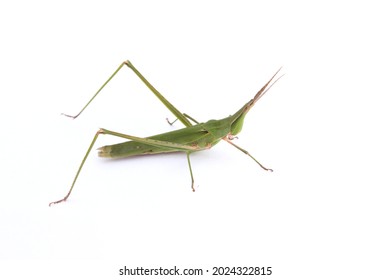 long-headed grasshopper isolated white background
