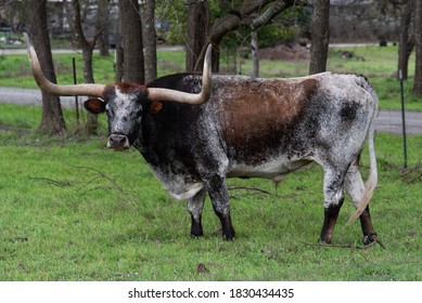 Longhorn Along Small Texas Town Road