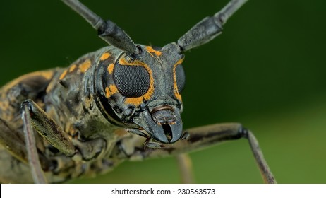 Longhorn Beetle