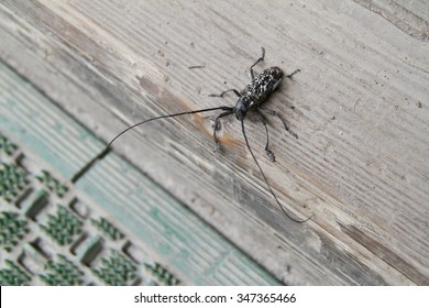 Longhorn Beetle