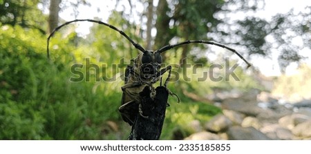 Longhorn beetle Cerambycidae insect wild animal Beetle Batocera Monochamus sartor with long antennae on its head_152312