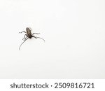 Longhorn Beetle or Cerambycidae on white background