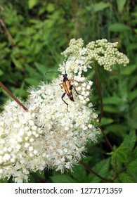 A Longhorn Beetle Feeding On The Flowers Of An Elderberry Bush