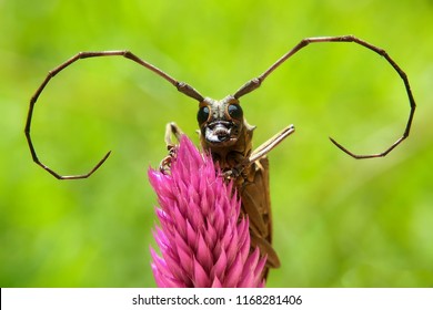 Longhorn Beetle In Flowers