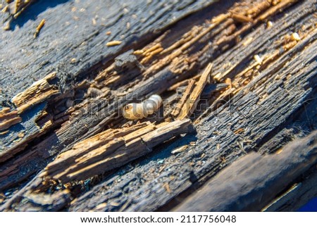 Longhorn beetle larva - Coleoptera gnaws through old dry wood, selective focus