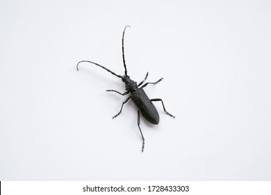 Longhorn Beetle on white background. Macro photography of black insect  with long antennae Saperda inornata.