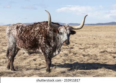 Longhorn Bull In Field